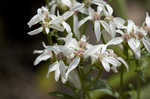 Narrowleaf whitetop aster